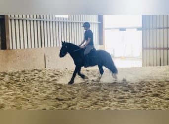 Cob, Caballo castrado, 6 años, 128 cm, Negro