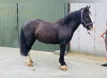 Cob, Caballo castrado, 6 años, 128 cm, Negro