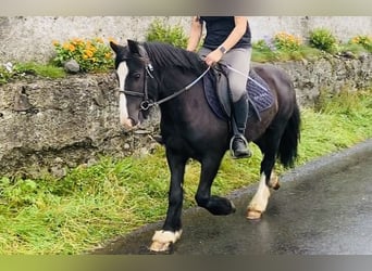 Cob, Caballo castrado, 6 años, 128 cm, Negro