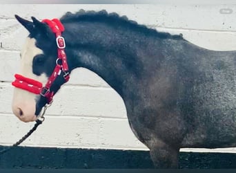 Cob, Caballo castrado, 6 años, 128 cm, Ruano azulado