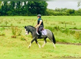 Cob, Caballo castrado, 6 años, 128 cm, Ruano azulado