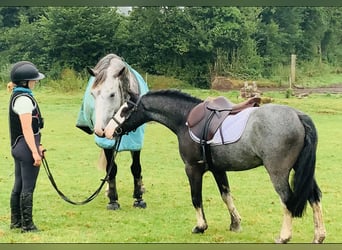 Cob, Caballo castrado, 6 años, 128 cm, Ruano azulado