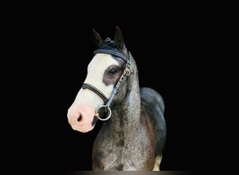 Cob, Caballo castrado, 6 años, 128 cm, Ruano azulado