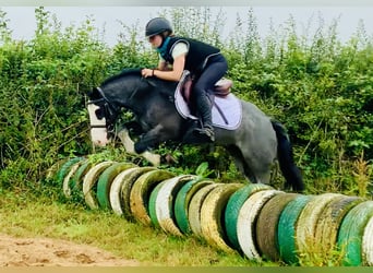 Cob, Caballo castrado, 6 años, 128 cm, Ruano azulado