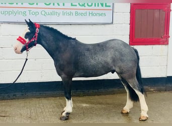 Cob, Caballo castrado, 6 años, 128 cm, Ruano azulado