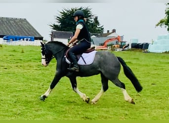 Cob, Caballo castrado, 6 años, 128 cm, Ruano azulado