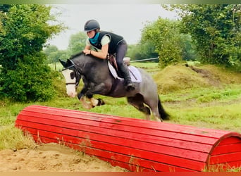 Cob, Caballo castrado, 6 años, 128 cm, Ruano azulado