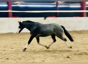 Cob, Caballo castrado, 6 años, 128 cm, Ruano azulado