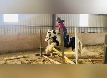 Cob, Caballo castrado, 6 años, 130 cm, Pío