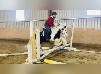 Cob, Caballo castrado, 6 años, 130 cm, Pío