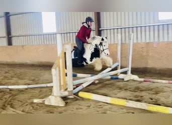 Cob, Caballo castrado, 6 años, 130 cm, Pío