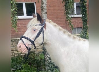 Cob, Caballo castrado, 6 años, 135 cm, Pío