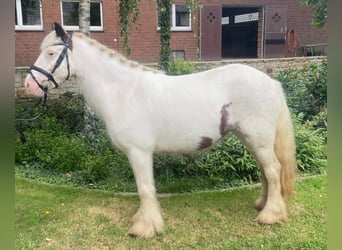 Cob, Caballo castrado, 6 años, 135 cm, Pío