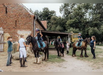 Cob Mestizo, Caballo castrado, 6 años, 140 cm, Negro
