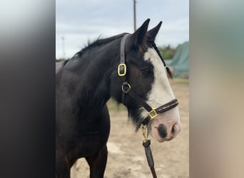 Cob Mestizo, Caballo castrado, 6 años, 140 cm, Negro