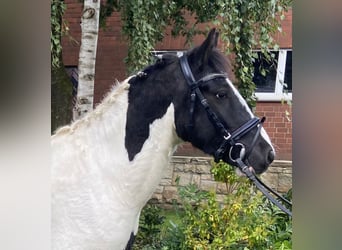 Cob, Caballo castrado, 6 años, 140 cm, Pío