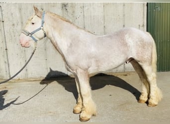 Cob, Caballo castrado, 6 años, 146 cm, Tordo ruano