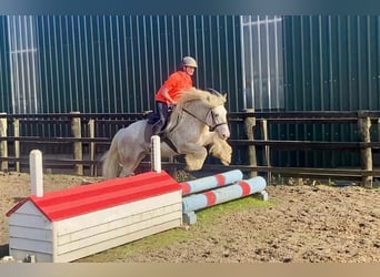 Cob, Caballo castrado, 6 años, 146 cm, Tordo ruano