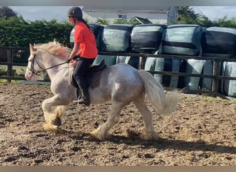 Cob, Caballo castrado, 6 años, 146 cm, Tordo ruano