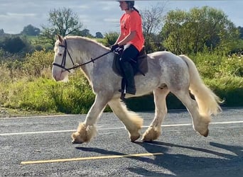 Cob, Caballo castrado, 6 años, 146 cm, Tordo ruano