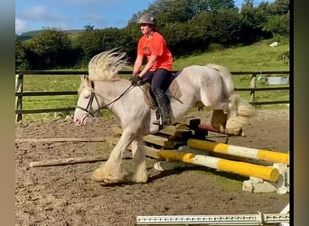 Cob, Caballo castrado, 6 años, 146 cm, Tordo ruano