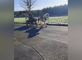 Cob, Caballo castrado, 6 años, 146 cm, Tordo ruano