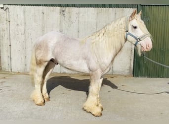 Cob, Caballo castrado, 6 años, 146 cm, Tordo ruano