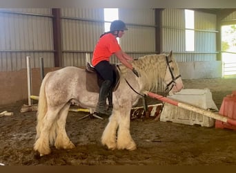 Cob, Caballo castrado, 6 años, 146 cm, Tordo ruano