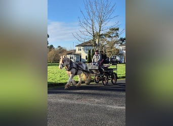 Cob, Caballo castrado, 6 años, 146 cm, Tordo ruano