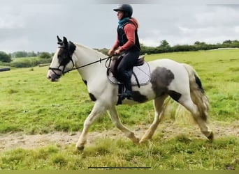 Cob, Caballo castrado, 6 años, 152 cm, Pío