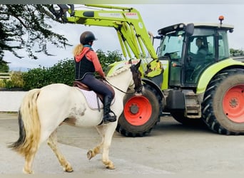 Cob, Caballo castrado, 6 años, 152 cm, Pío