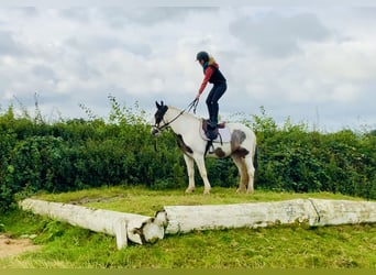 Cob, Caballo castrado, 6 años, 152 cm, Pío