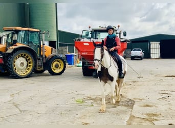 Cob, Caballo castrado, 6 años, 152 cm, Pío