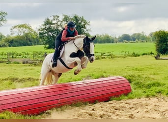 Cob, Caballo castrado, 6 años, 152 cm, Pío