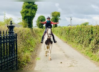 Cob, Caballo castrado, 6 años, 152 cm, Pío