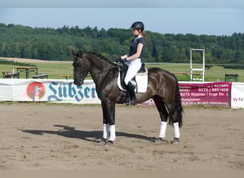 Cob, Caballo castrado, 6 años, 155 cm, Negro