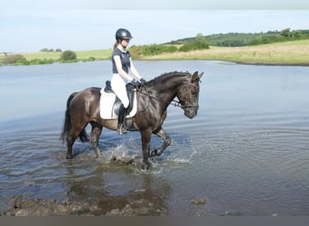 Cob, Caballo castrado, 6 años, 155 cm, Negro