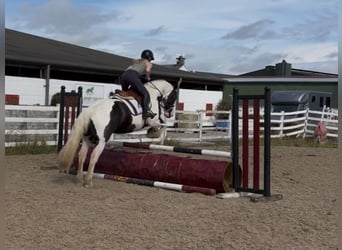 Cob, Caballo castrado, 6 años, 156 cm, Pío