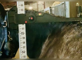 Cob, Caballo castrado, 6 años, 157 cm, Bayo