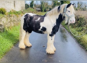 Cob, Caballo castrado, 7 años, 130 cm, Pío