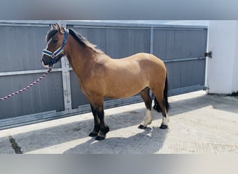 Cob, Caballo castrado, 7 años, 133 cm, Bayo