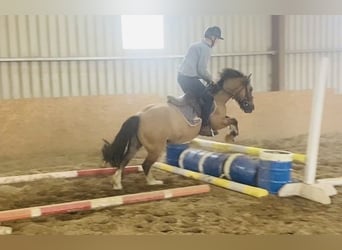 Cob, Caballo castrado, 7 años, 133 cm, Bayo