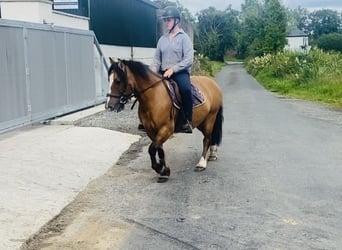 Cob, Caballo castrado, 7 años, 133 cm, Bayo