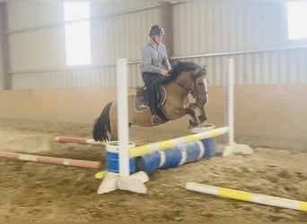 Cob, Caballo castrado, 7 años, 133 cm, Bayo