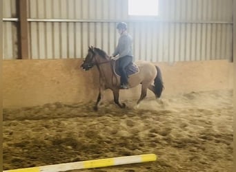 Cob, Caballo castrado, 7 años, 133 cm, Bayo