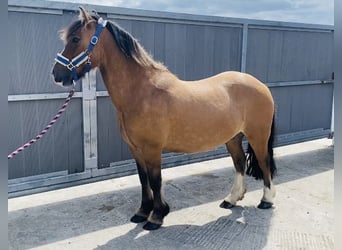 Cob, Caballo castrado, 7 años, 133 cm, Bayo