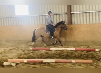 Cob, Caballo castrado, 7 años, 133 cm, Bayo