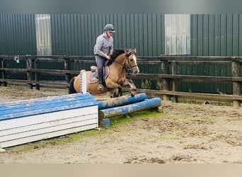 Cob, Caballo castrado, 7 años, 133 cm, Bayo