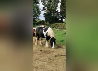 Cob, Caballo castrado, 7 años, 145 cm, Tobiano-todas las-capas