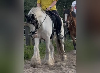 Cob, Caballo castrado, 7 años, 145 cm, Tobiano-todas las-capas